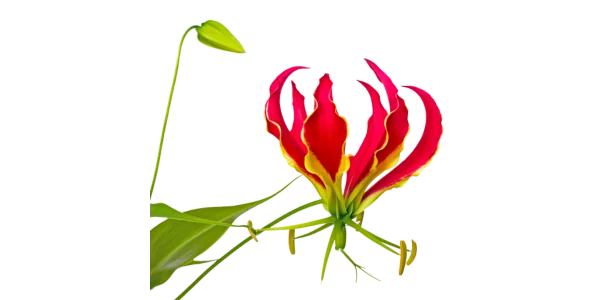 Gloriosa superba herbs Suppliers, Wholesaler and Exporters in India