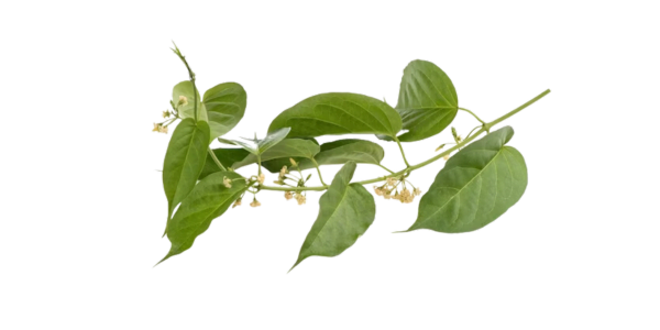 Gymnema Sylvestre Herbs Suppliers, Wholesaler and Exporters in India