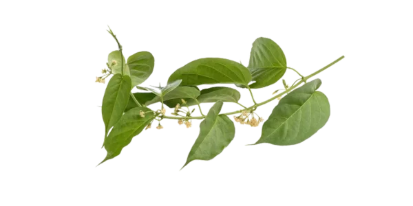 Gymnema Sylvestre