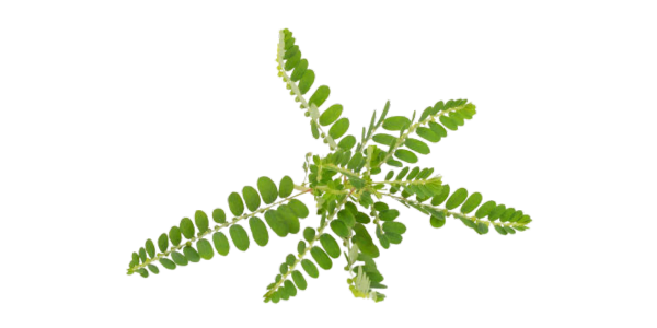 Phyllanthus Niruri