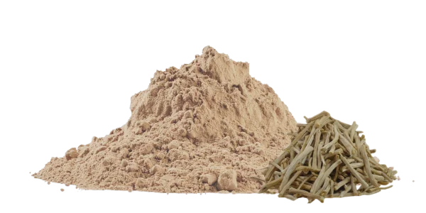 Shatavari Powder