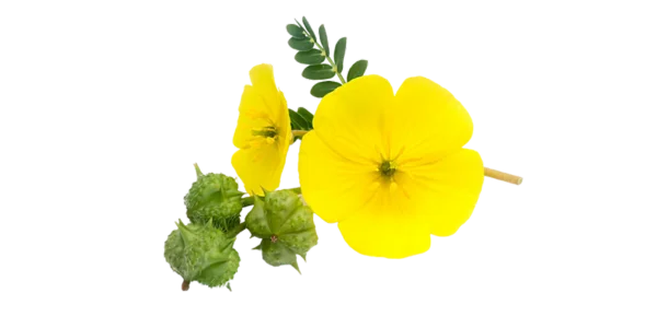 Tribulus Terrestris Suppliers, Wholesaler and Exporters in India