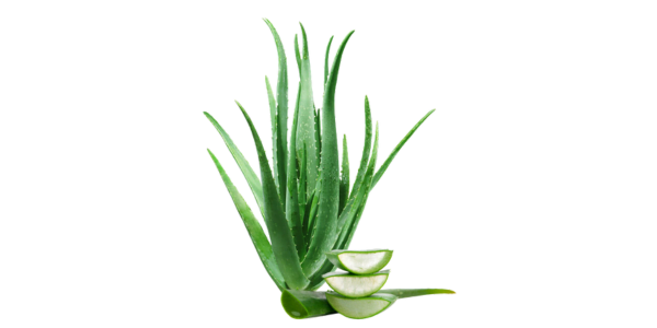 Aloe vera Leaves Suppliers, Wholesalers and Exporters