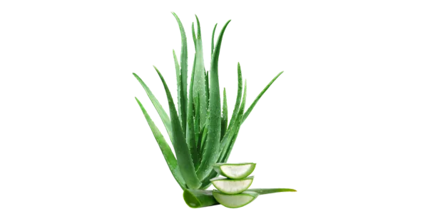 Aloe vera Leaves Suppliers, Wholesalers and Exporters
