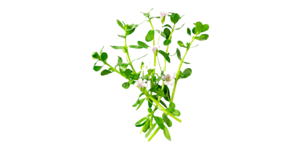 Bacopa Monnieri Suppliers, Wholesaler and Exporters in India