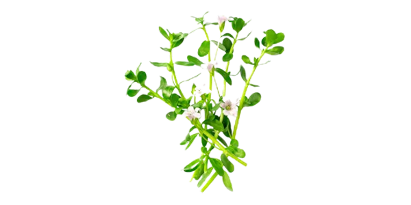 Bacopa Monnieri Suppliers, Wholesaler and Exporters in India