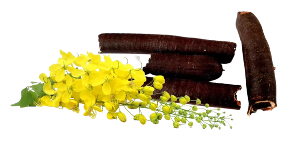 Cassia Fistula Suppliers, Wholesaler and Exporters in India
