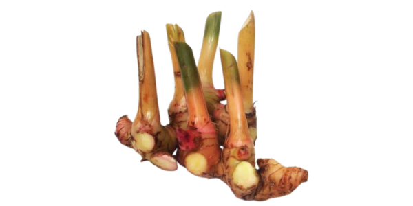 Galangal Roots Suppliers, Wholesalers and Exporters