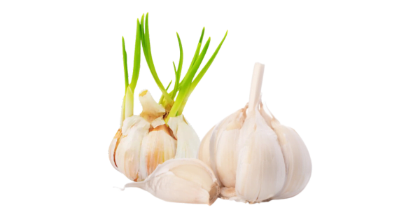 Garlic Bulb Suppliers, Wholesalers and Exporters