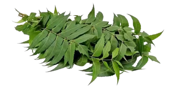 Neem Leaves Suppliers, Wholesaler and Exporters in India