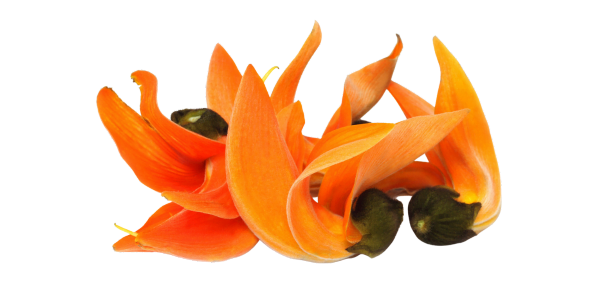 Palash Flowers Suppliers, Wholesaler and Exporters in India