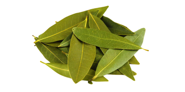 Bay Leaves Suppliers and Exporters