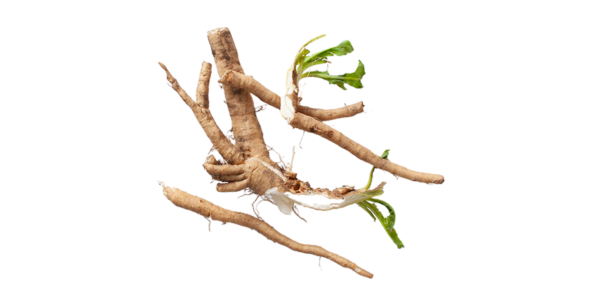 Chicory Root Suppliers, Wholesaler and Exporters in India