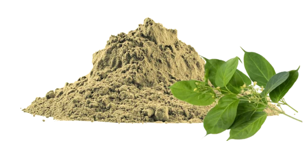 Gymnema Sylvestre Extract Manufacturers and Suppliers