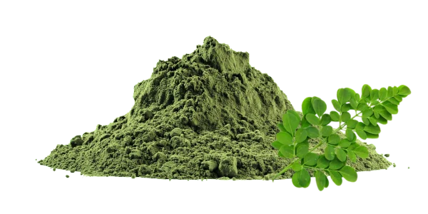 Moringa Oleifera Extract Manufacturers and Suppliers