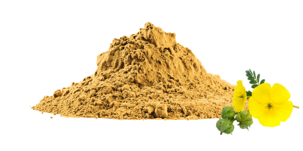 Tribulus Terrestris Extract Manufacturers and Suppliers