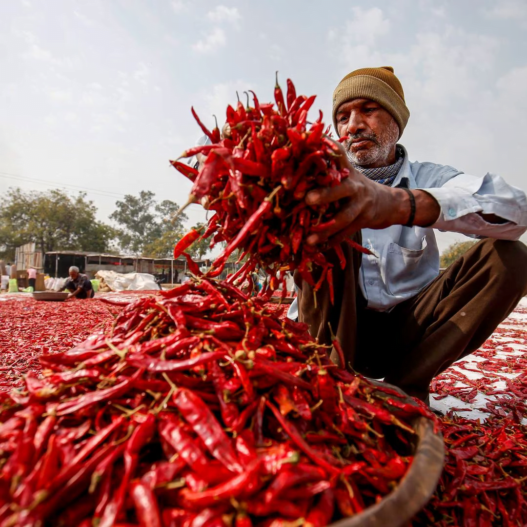 Drying Red Chillies Under Sun
